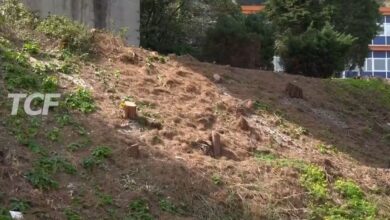 Abbattimento alberi A20 e A18, presentata interpellanza parlamentare